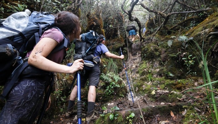 Western Malaysia Jungle Trekking Tour 13 Days